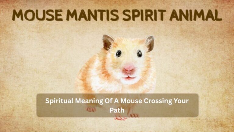 Spiritual Meaning Of A Mouse Crossing Your Path